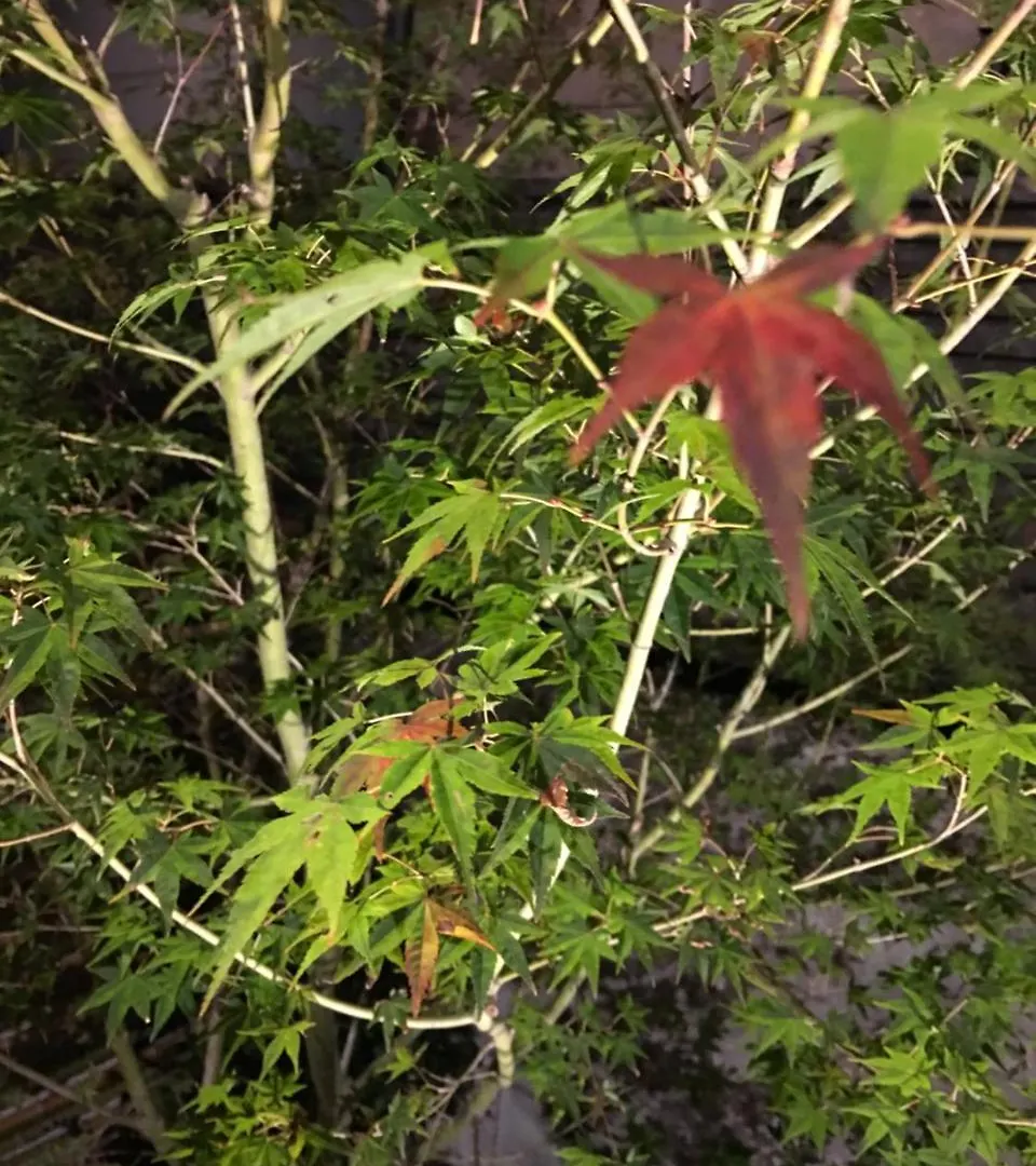 오베르주 아자부 호텔 교토 4*,